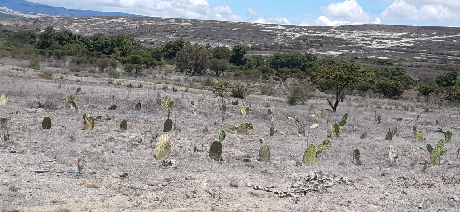 Sequía en Oaxaca, por sustancias químicas que rocían granjeros en nubes para evitar lluvias que enferman a sus animales