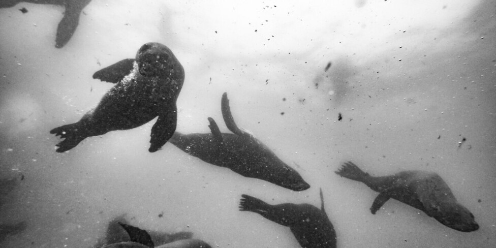 Uruguay incumple acuerdos internacionales para la protección de áreas marinas