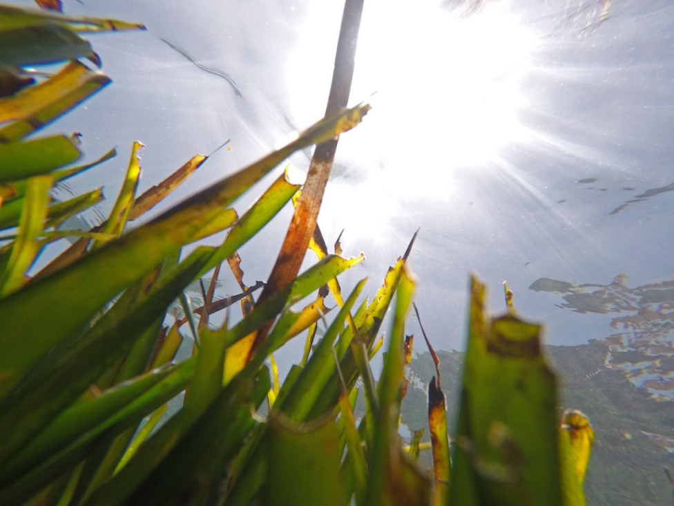  ¿Cómo afecta el calor a los océanos?