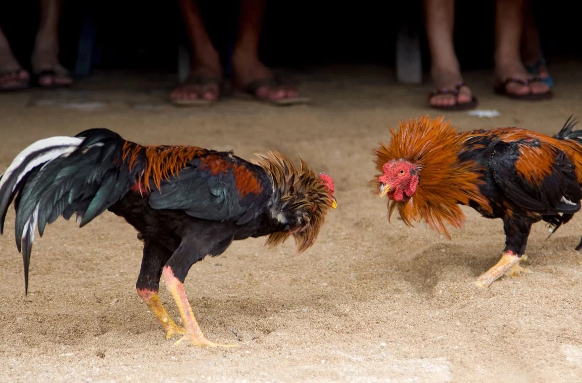 En Chiapas, piden prohibir carreras de caballos y peleas de gallos