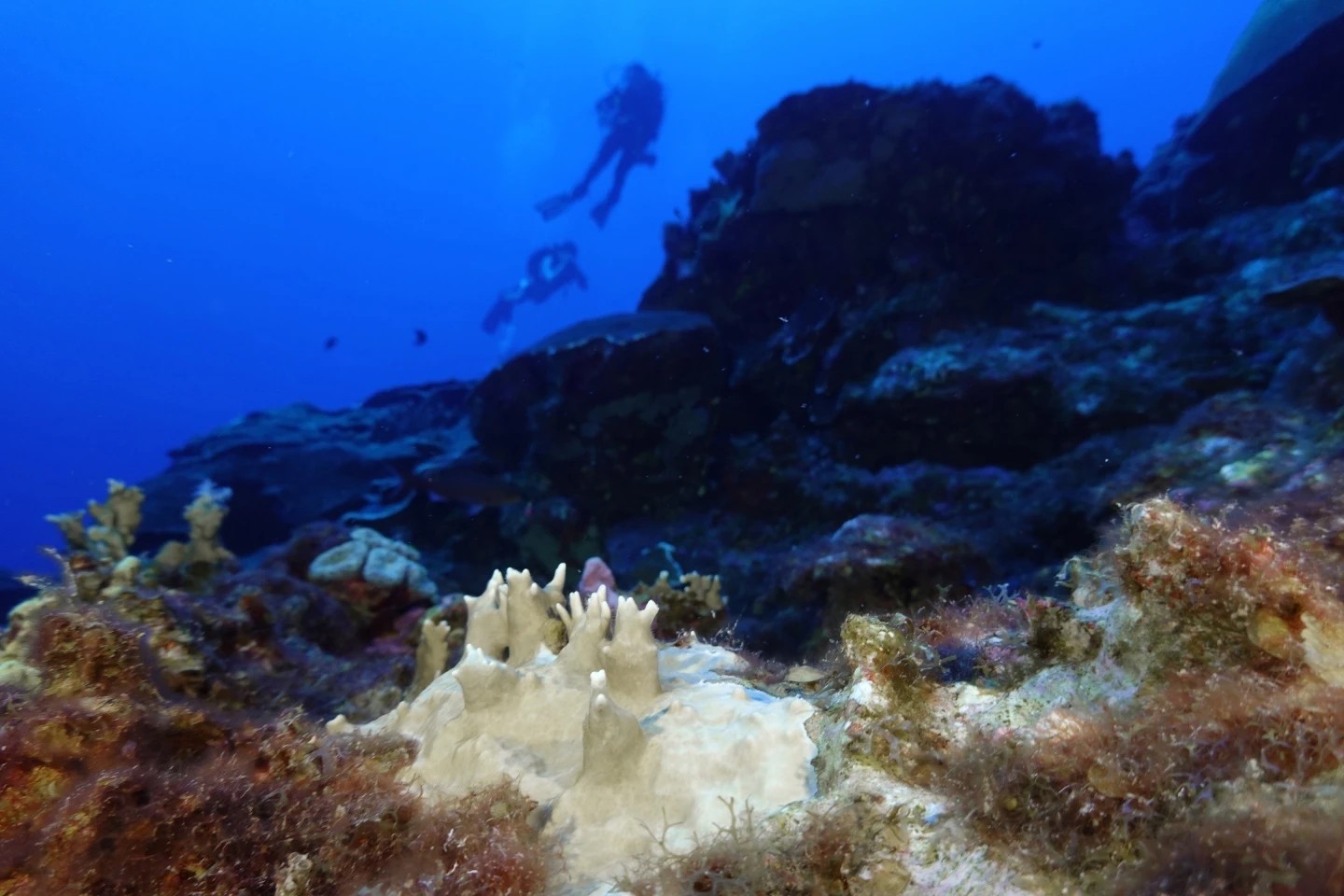 El 84% de los arrecifes de coral afectados por blanqueamiento masivo