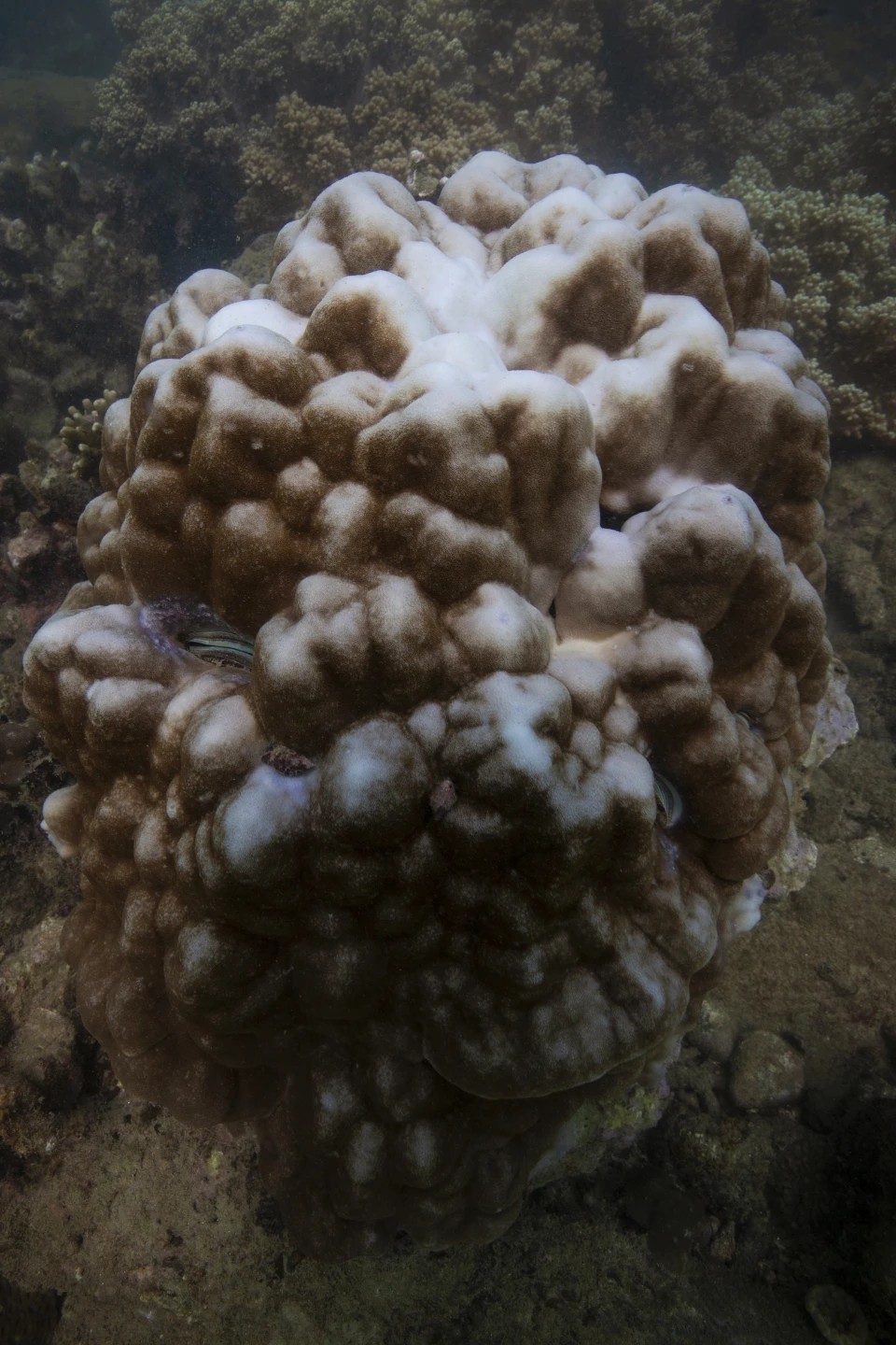Blanqueamiento visible en un arrecife de coral en la costa de Vietnam. Foto: AP/Yannick Peterhans