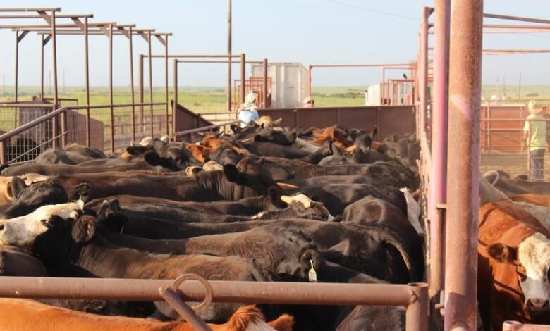 Ganaderos de Chihuahua enfrentan crisis por cierre fronterizo con EEUU