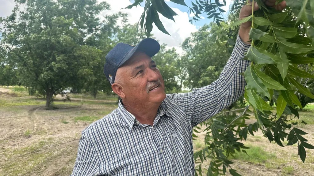 Muchos agricultores mexicanos de nogal inundan sus campos con agua de riego.