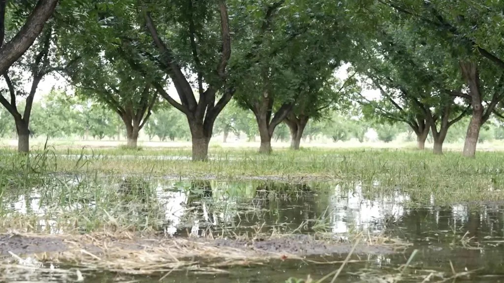Muchos agricultores mexicanos de nogal inundan sus campos con agua de riego.