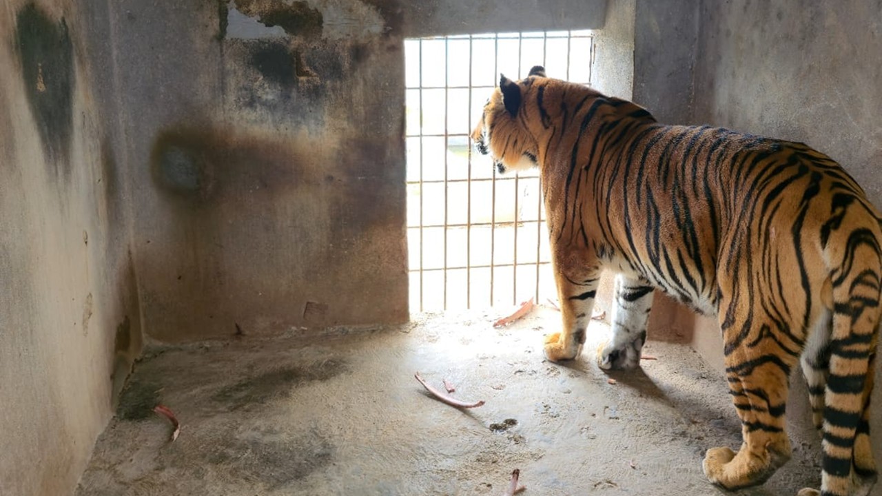 Zoológico clandestino en Pachuca: 4 felinos en una vivienda común