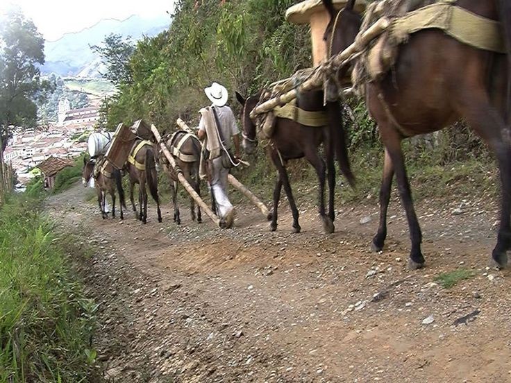 El arriero de vacas contra la Ley de Amparo