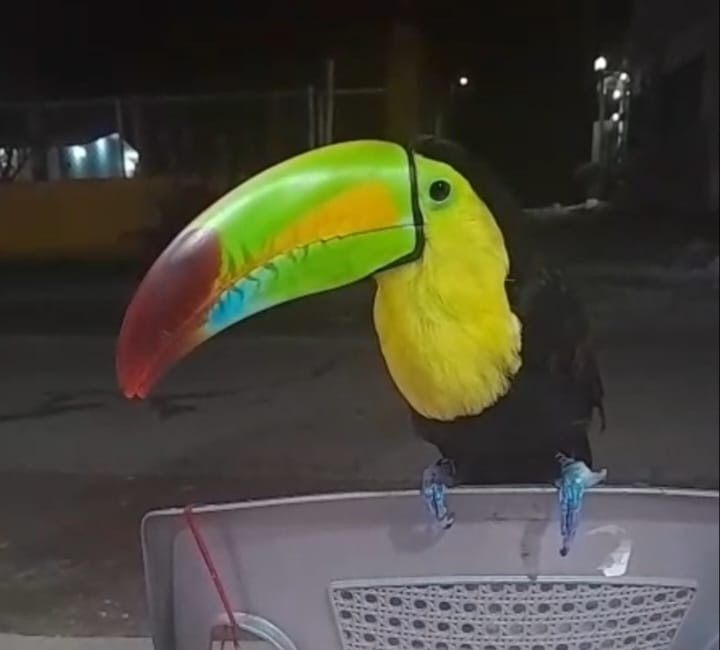 El tucansito de Aideé.