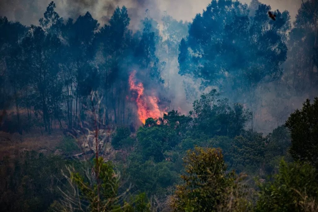 La deforestación global alcanza niveles críticos; fracasa promesa 2030