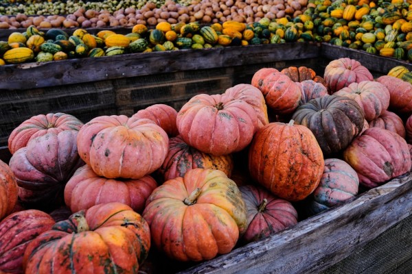 Alemania celebra el poder de las mujeres en el Festival de la Calabaza