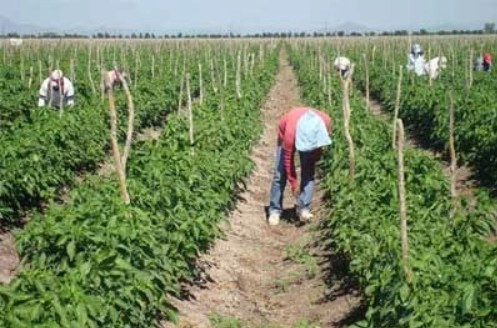 Pronunciamiento del CAAM sobre el campo mexicano: Jaime Martínez Veloz