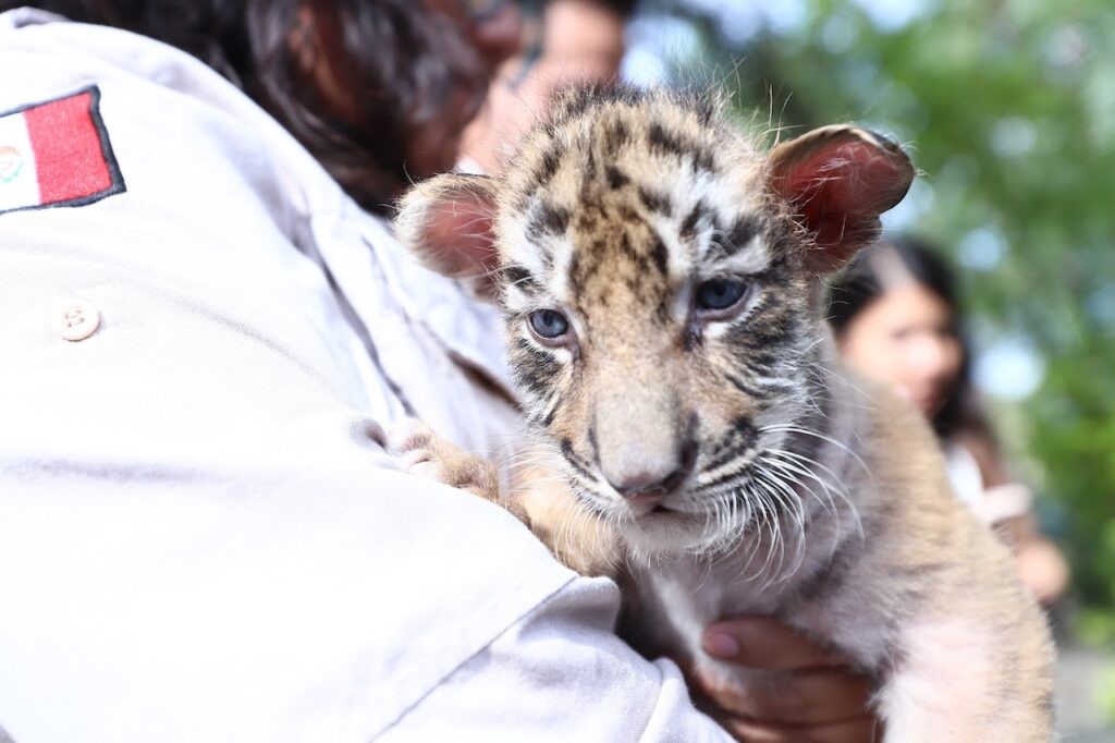 El Zoo León con muertes de animales que se pudieron evitar. El Zoo León con muertes de animales que se pudieron evitar.