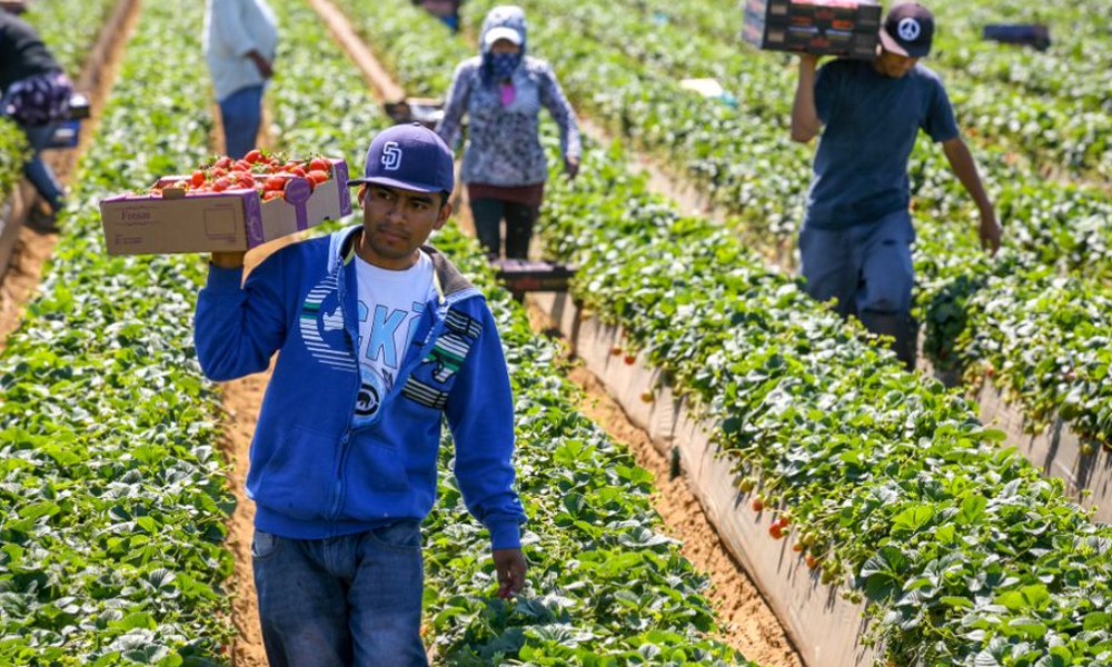 Canadá enfrenta vencimiento masivo de permisos y riesgo migratorio