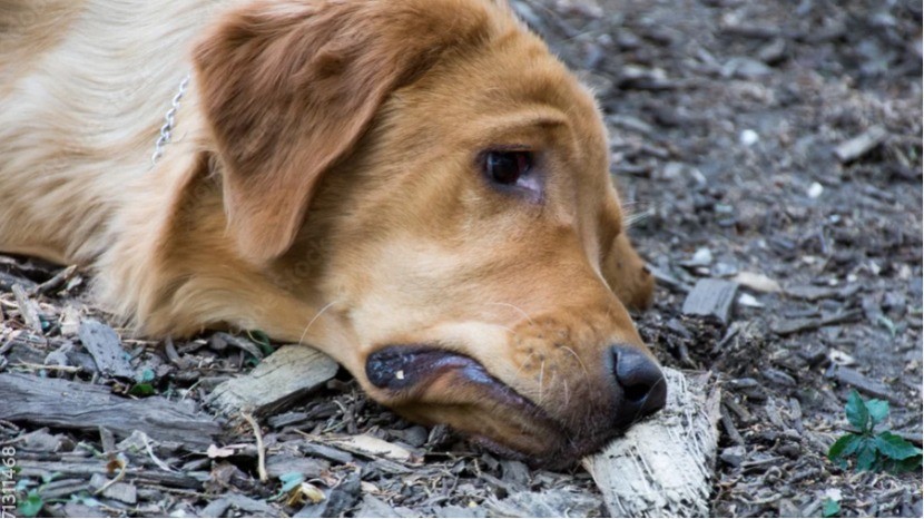 Mascotas en el abandono: la otra frontera del desamparo