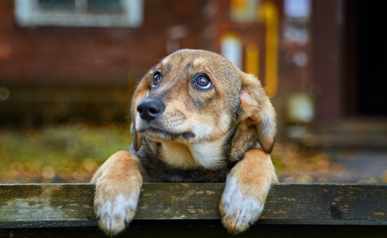 Mascotas en el abandono: la otra frontera del desamparo