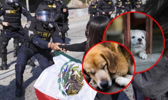 Mascotas en el abandono: la otra frontera del desamparo