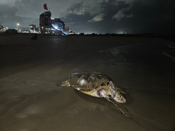Oil Spill Spreads Across the Gulf of Mexico as Source Remains Unknown