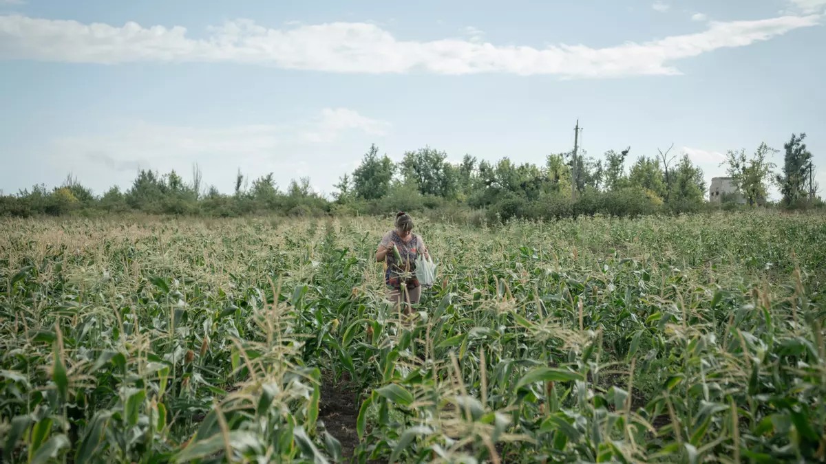 Ucrania acusa a Rusia de vender grano robado e Israel niega irregularidades
