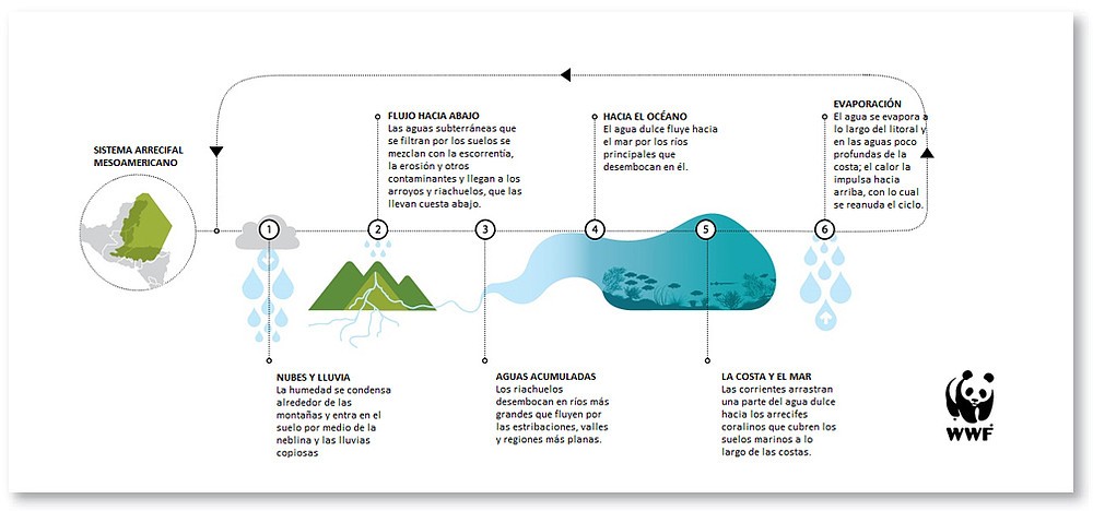 Infografía de WWF sobre el Sistema Arrecifal Mesoamericano y el ciclo hídrico que conecta selva, manglares, ríos subterráneos y ecosistemas costeros en Mahahual.
