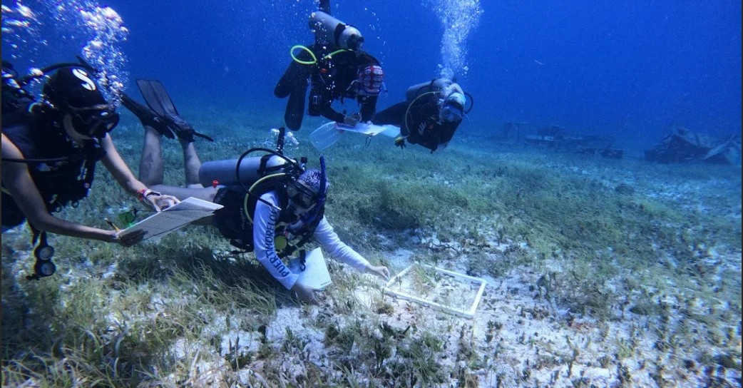 Cozumel bajo asedio ecocida por Grupo ITM y Royal Caribbean
