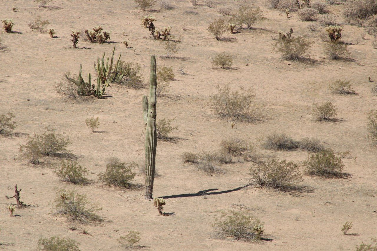 Semarnat y CFE incumplen reforestación de El Bajío en Sonora