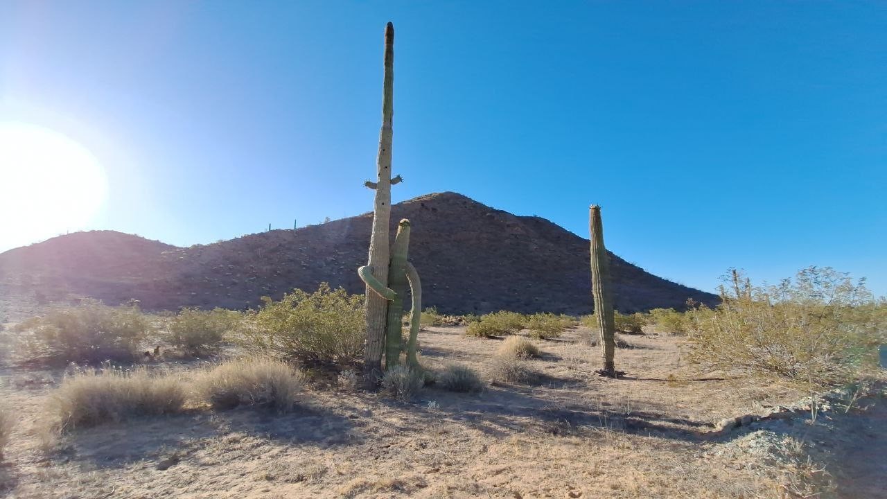 Semarnat y CFE incumplen reforestación de El Bajío en Sonora
