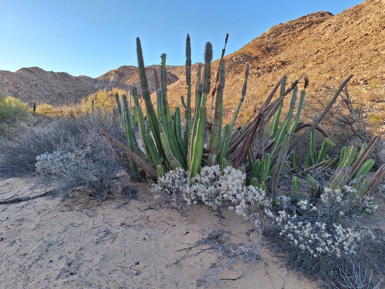 Semarnat y CFE incumplen reforestación de El Bajío en Sonora