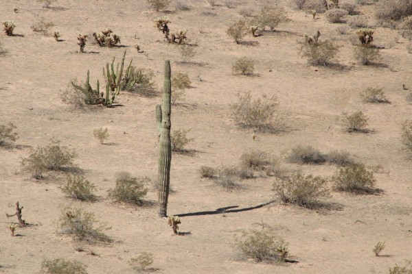 Semarnat y CFE incumplen reforestación de El Bajío en Sonora