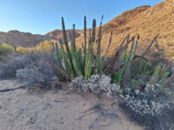 Semarnat y CFE incumplen reforestación de El Bajío en Sonora