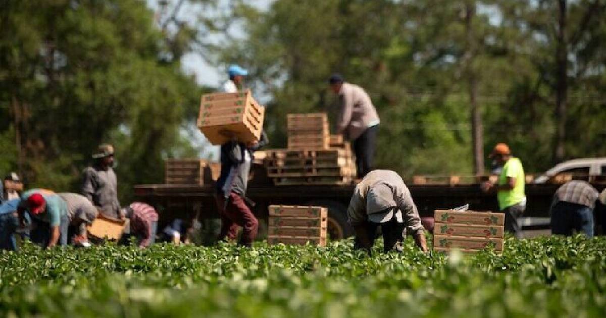 La política desprecia el sacrificio de millones de migrantes mexicanos