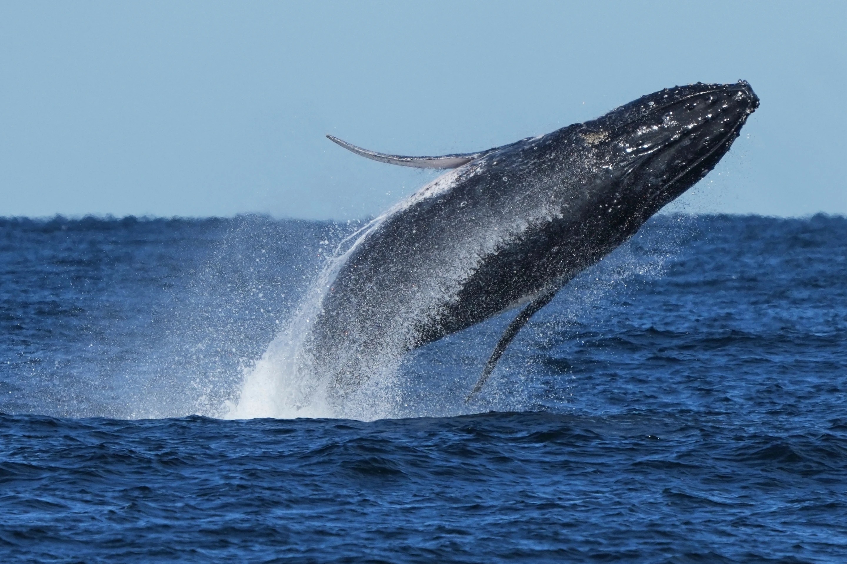 Manadas de ballenas enfrentan amenaza por la guerra con Irán