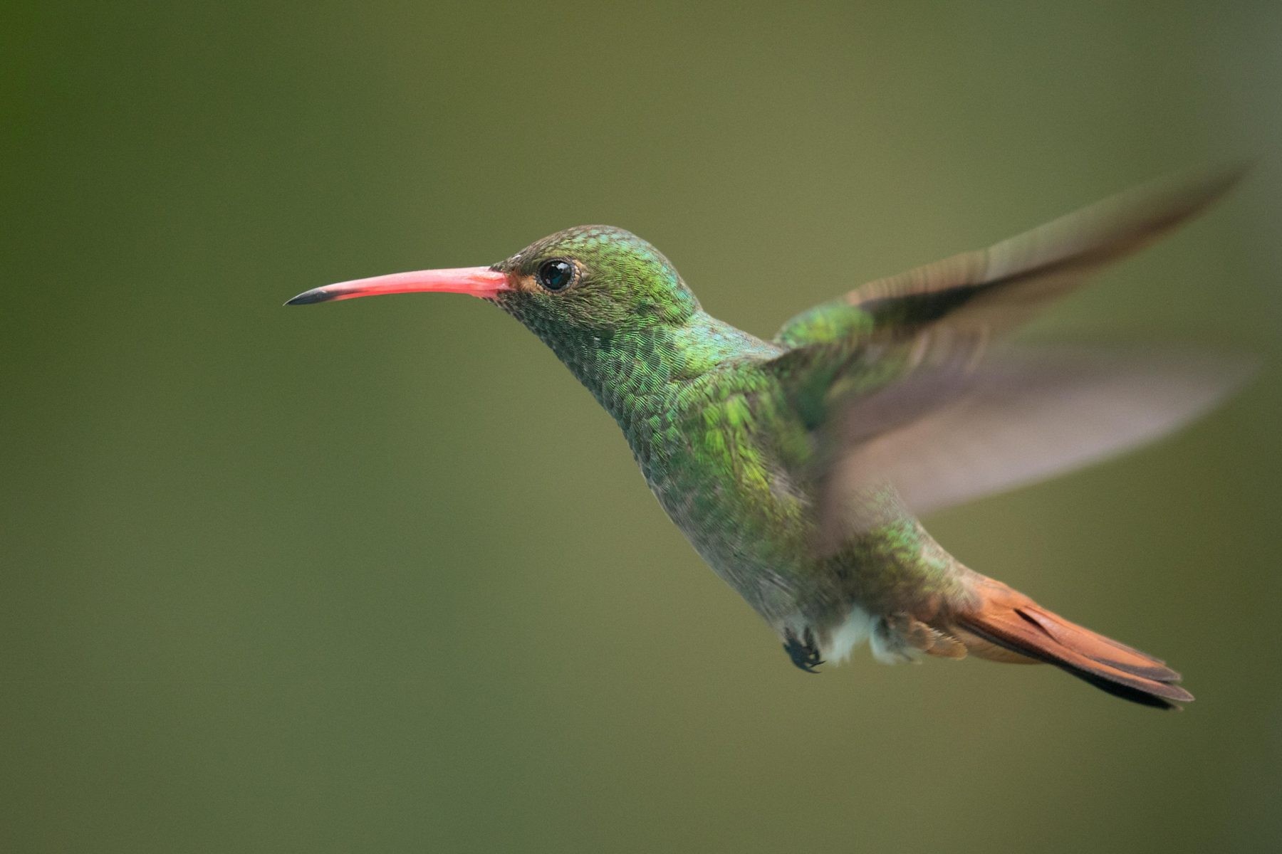 Gobiernos de 129 países incumplen compromisos con la naturaleza