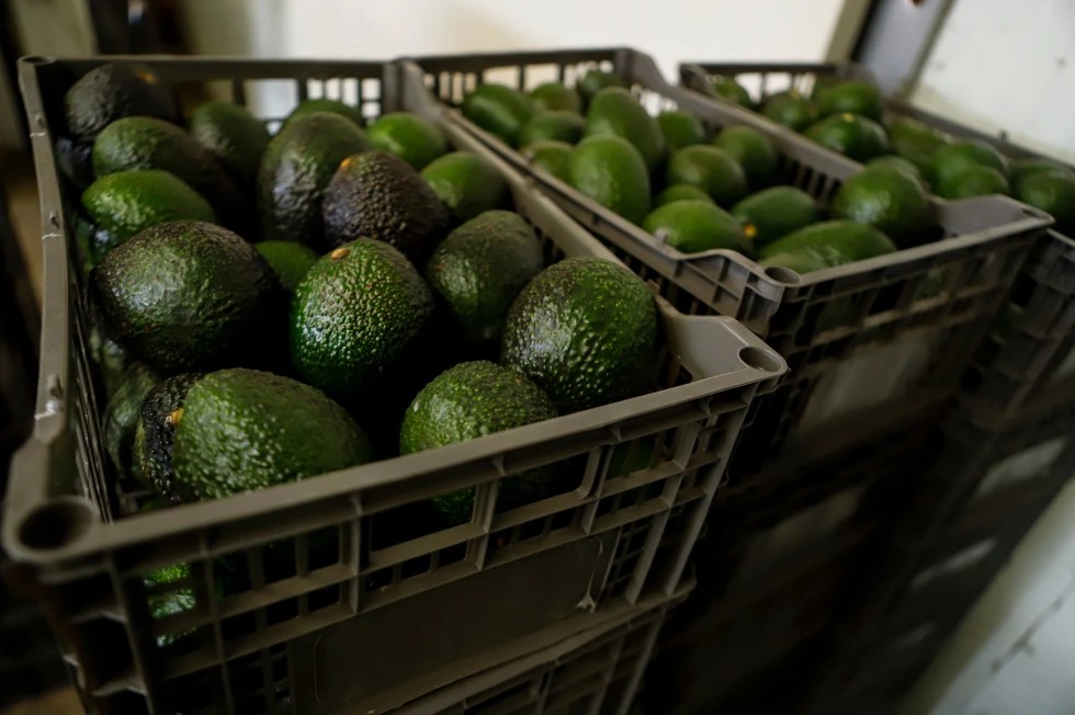 EEUU reanuda inspecciones de aguacate en Michoacán para importación