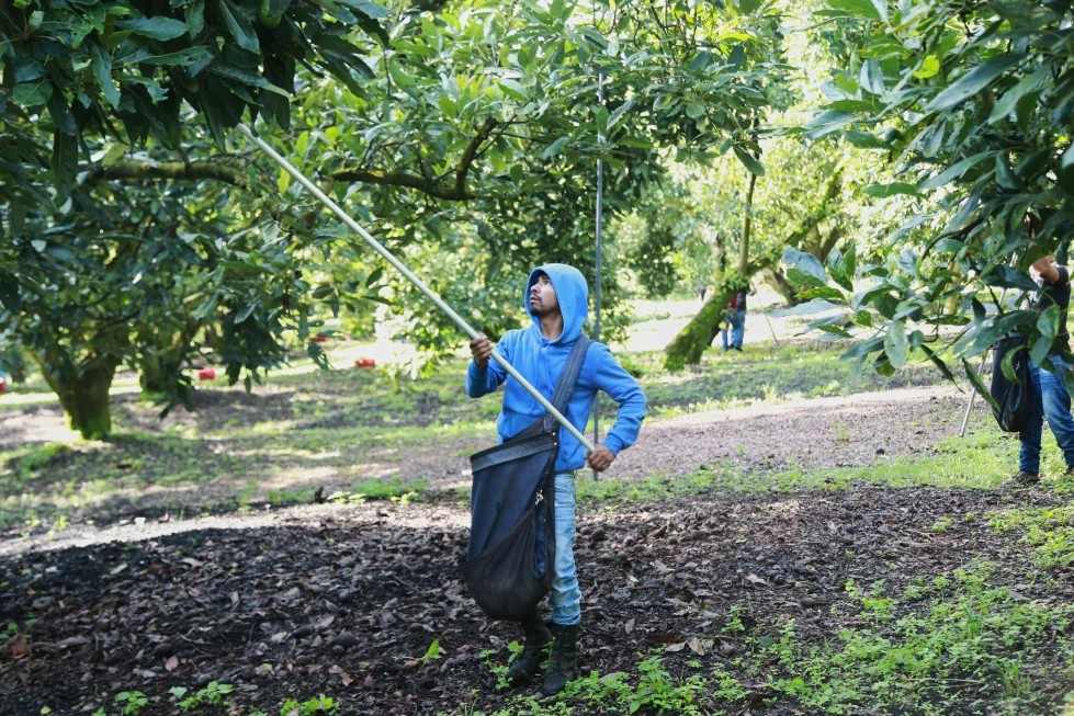 Michoacán reanuda exportaciones de aguacate tras alerta de EEUU