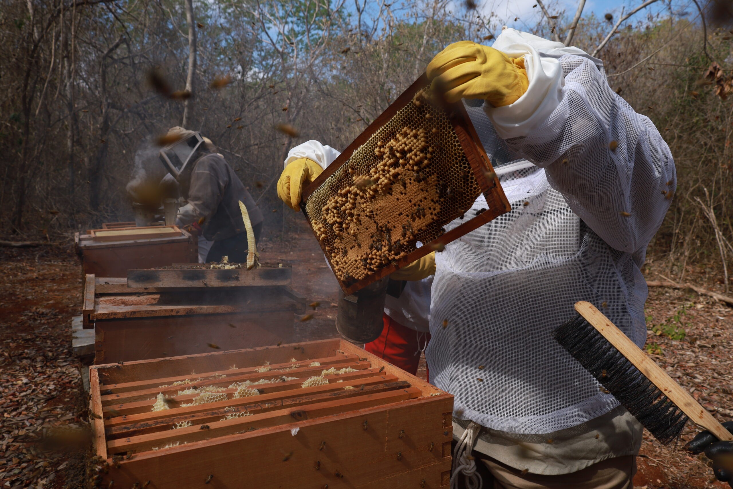 Agrotóxicos matan millones de abejas y golpean la apicultura mexicana